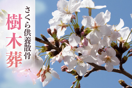 自然供養のカンシャ 樹木葬　さくら供養散骨 JC-007