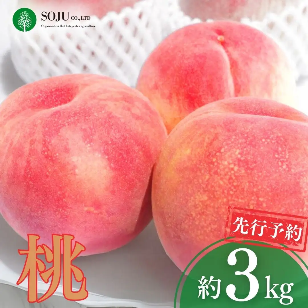 先行予約 桃 約3kg 令和8年度 贈答用 新潟県 三条市産 もも [三条果樹専門家集団] 【017P014】