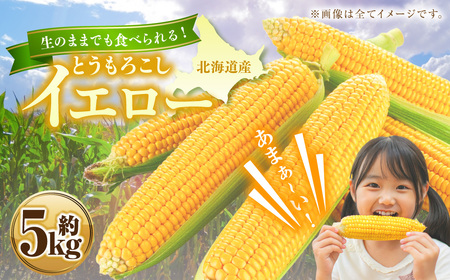 とうもろこし イエロー 約5kg 【2026年8月上旬～2026年8月下旬発送予定】 野菜 トウモロコシ コーン スイートコーン もろこし 甘い 北海道 浦臼町