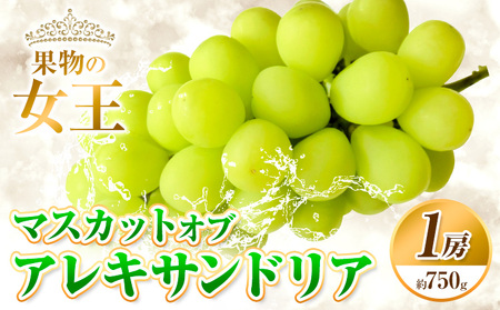 【先行予約】マスカット オブ アレキサンドリア 1房 (750g以上) 有限会社ホーティカルチャー神島《7月中旬-8月中旬頃出荷》岡山県 浅口市 ぶどう マスカット フルーツ 旬 果物 送料無料 マスカットオブアレキサンドリア【配送不可地域あり】