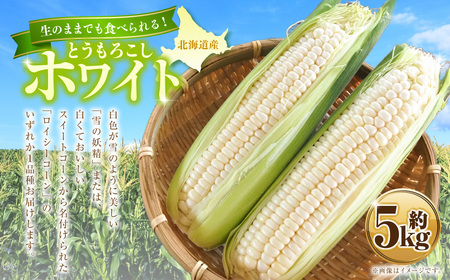 とうもろこし ホワイト 約5kg 【2026年8月上旬～2026年8月下旬発送予定】 野菜 とうもろこし コーン ホワイト 白 高糖度 甘い 北海道 浦臼町