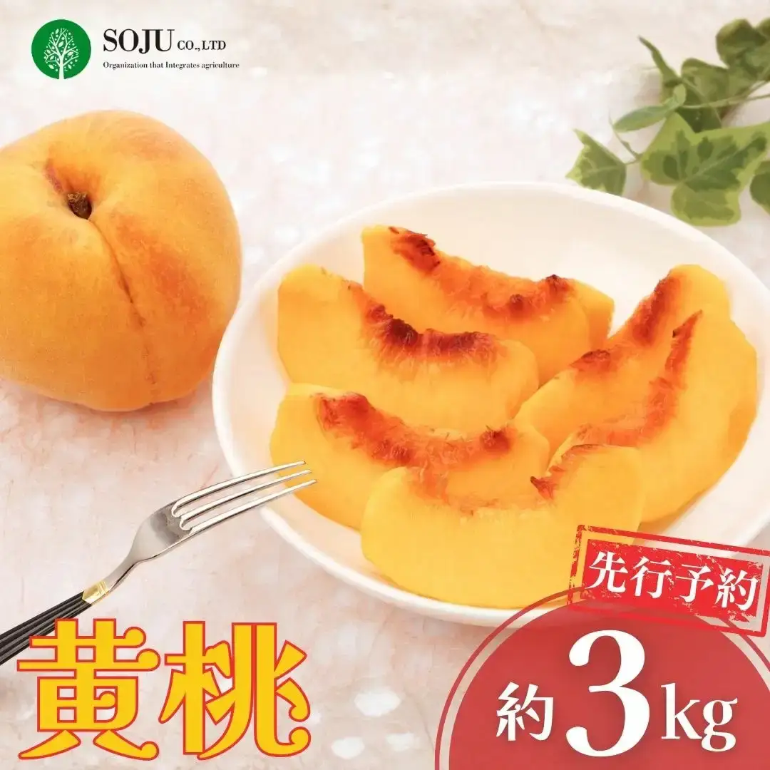 先行予約 黄桃 (ゴールデンピーチ) 3kg程度 令和8年 新潟県産 黄桃 三条果樹専門家集団