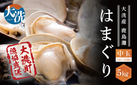 大洗産鹿島灘天然はまぐり 5㎏ 冷蔵 ハマグリ 蛤 貝 砂抜き処理 大洗産 天然 はまぐり_BQ015