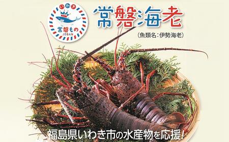 伊勢海老 約1㎏ 2～4尾 エビ 常磐海老