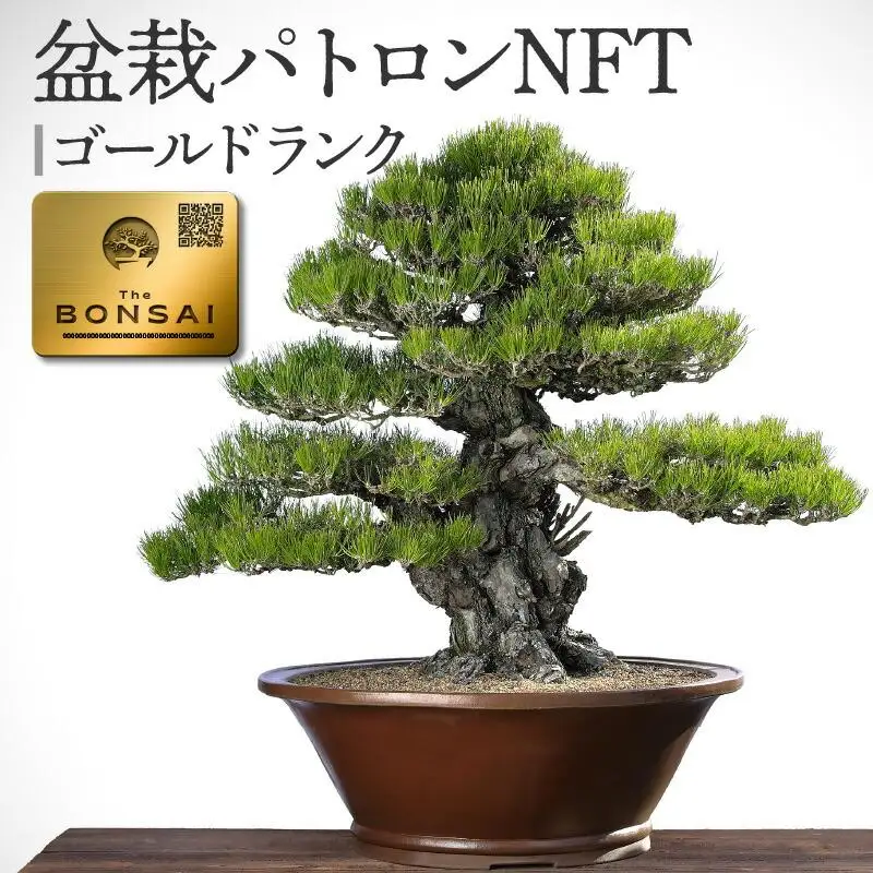 【ふるさと納税】盆栽パトロンNFT ゴールドランク（デジタル商品・実物の盆栽は含まれません）