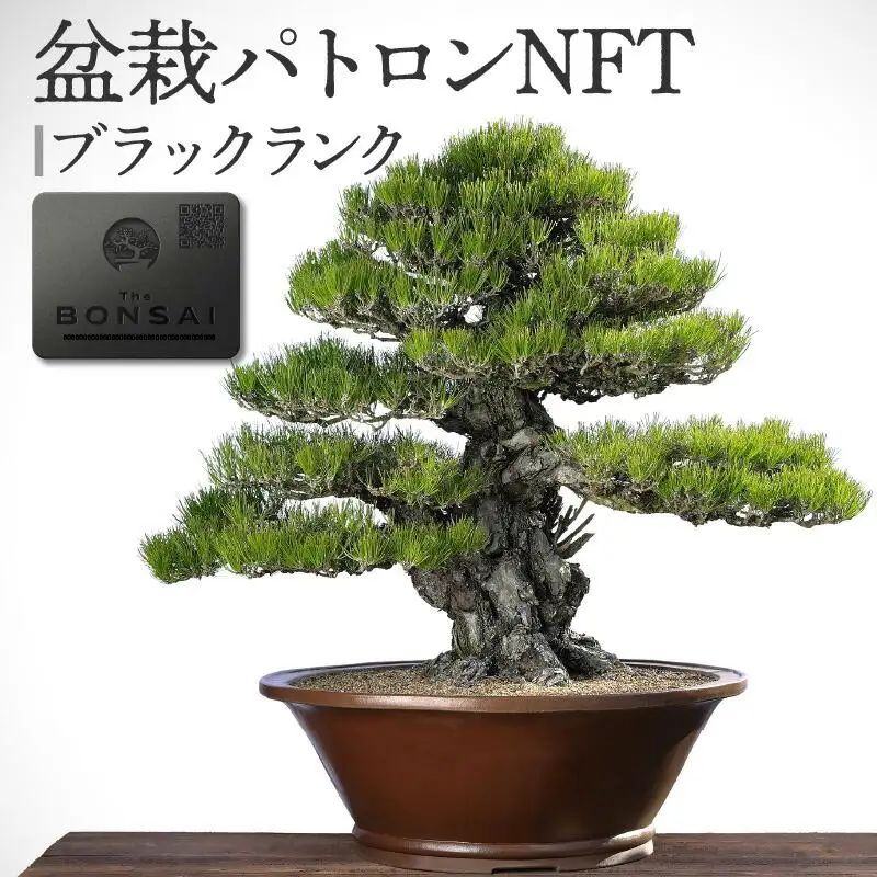 【ふるさと納税】盆栽パトロンNFT ブラックランク（デジタル商品・実物の盆栽は含まれません）