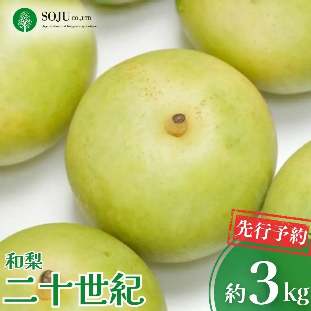 先行予約 和梨 二十世紀 約3kg 令和8年度 新潟県 三条市産 梨 [三条果樹専門家集団] 【016P034】
