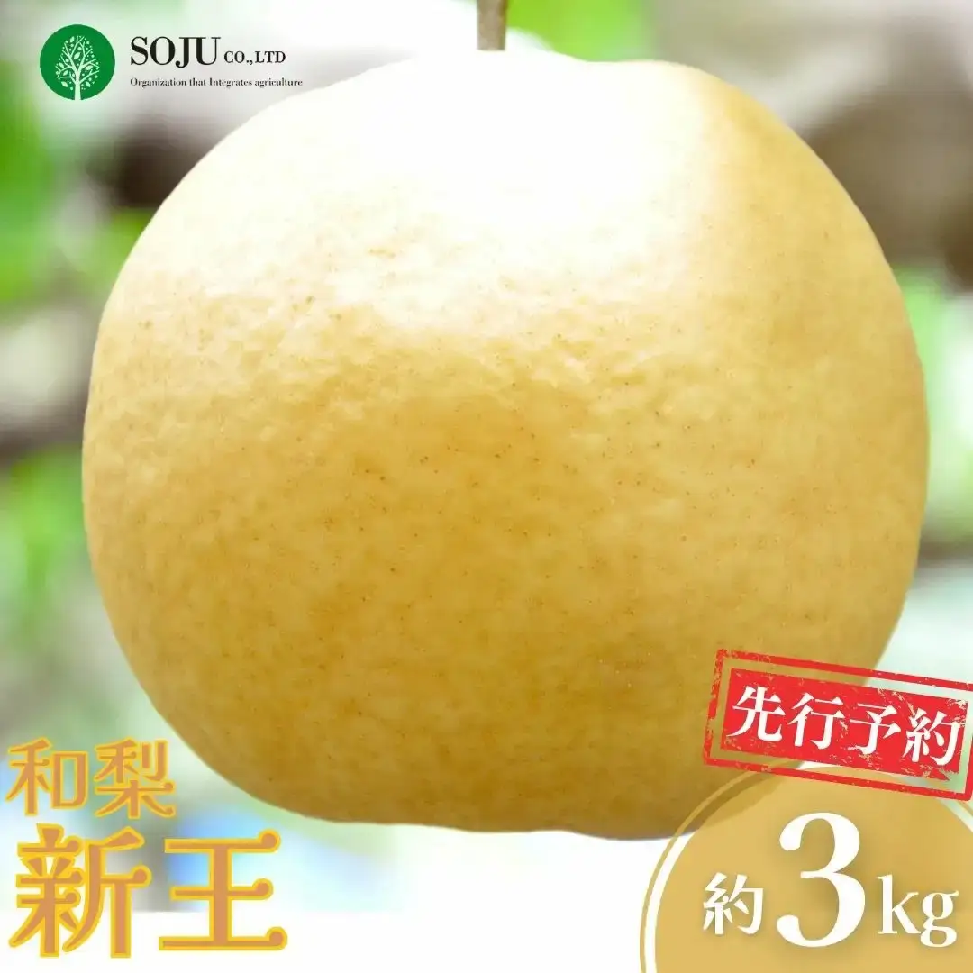 先行予約 新潟オリジナル和梨 新王 約3kg 令和8年度 新潟県 三条市産 三条果樹専門家集団 梨