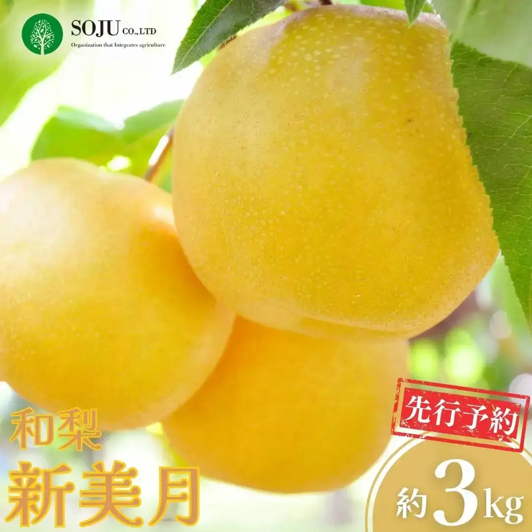 先行予約 新潟オリジナル和梨 新美月 約3kg 令和8年度 新潟県 三条市産 [三条果樹専門家集団]【016P037】