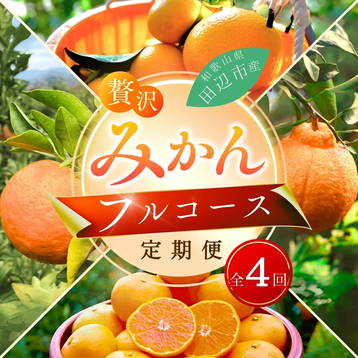 【4回定期便】和歌山 贅沢みかんフルコース / 宮川早生みかん・ポンカン・紅八朔・不知火※2026年12月より発送（期間限定・12/20まで受付） / 和歌山県 ミカン フルーツ 果物 柑橘 田辺市 みかん くだもの【nak030-tk】