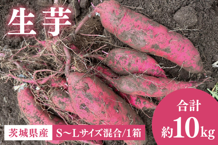 茨城県産 さつまいも『紅はるか』生芋10kg S～Lサイズ混合 1箱｜熟成 サツマイモ 国産 スイーツ 産地直送 人気 蜜芋 阿見町（56-06）