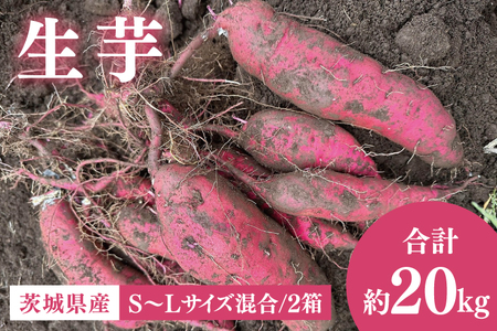 茨城県産 さつまいも『紅はるか』生芋20kg S～Lサイズ混合 2箱｜熟成 サツマイモ 国産 スイーツ 産地直送 人気 蜜芋 阿見町（56-07）