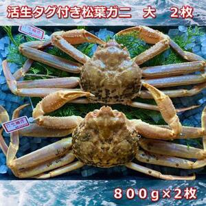 【先行予約 2026年11月中旬以降発送】活きタグ付き松葉ガニ　大　２枚 １枚800～940ｇ前後MK1