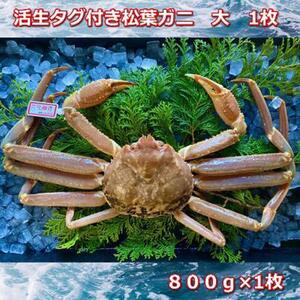 【先行予約 2026年11月中旬以降発送】活きタグ付き松葉ガニ　大　１枚　800～940ｇ前後MK5