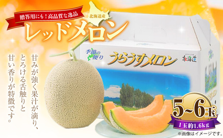 レッドメロン 5～6玉 （1玉 約1.6kg） 【2026年7月上旬～2026年7月下旬発送予定】 果物 フルーツ メロン めろん 赤肉 赤肉メロン 贈答 北海道 浦臼町