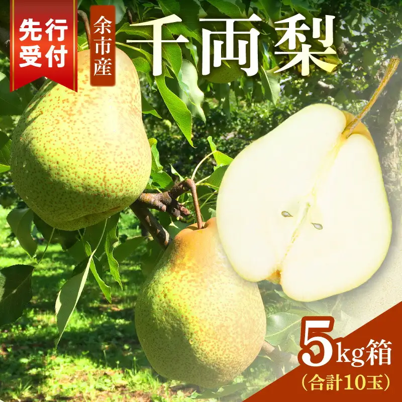 【2026年9月下旬以降発送】千両梨 5kg箱(10玉)北海道産 余市町産　シャキシャキとした食感とサッパリとした甘みが特徴 季節限定 千両梨 季節の味覚 5kg 箱 梨 ほぼ余市町でしか生産されていない 果物 フルーツ 贈り物 ギフト フルーツギフト お取り寄せ 北海道 余市町産 送料無料_Y015-0036