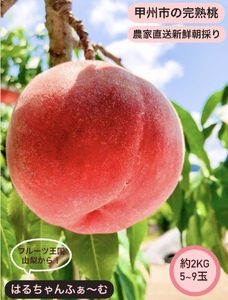 丹精込めて育てた甲州市の桃 約2kg（5～9玉）【2026年発送】（HCF）A08-845 桃 フルーツ