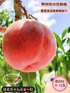 丹精込めて育てた甲州市の桃 約3kg（9～12玉）【2026年発送】（HCF）B13-845 桃 フルーツ