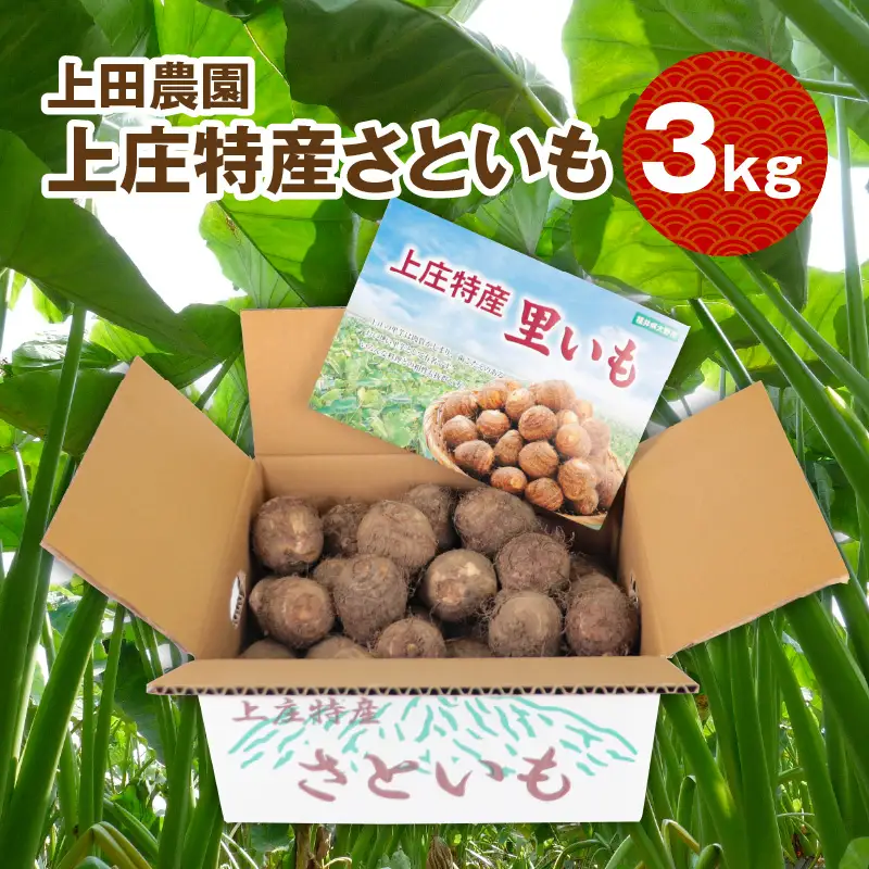【先行予約】【満天☆青空レストランでご紹介】上田農園 上庄特産さといも 3kg【10月下旬から順次発送】年内発送