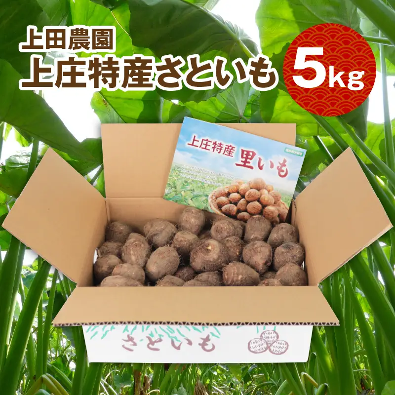【先行予約】【満天☆青空レストランでご紹介】上田農園 上庄特産さといも 5kg【10月下旬から順次発送】年内発送