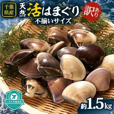 (( 訳あり ))　天然活はまぐり約1.5kg_蛤 ハマグリ 魚貝 魚介 海鮮 貝 出汁 だし プロ仕様 人気 送料無料_【配送不可地域：離島・沖縄県】【1465117】