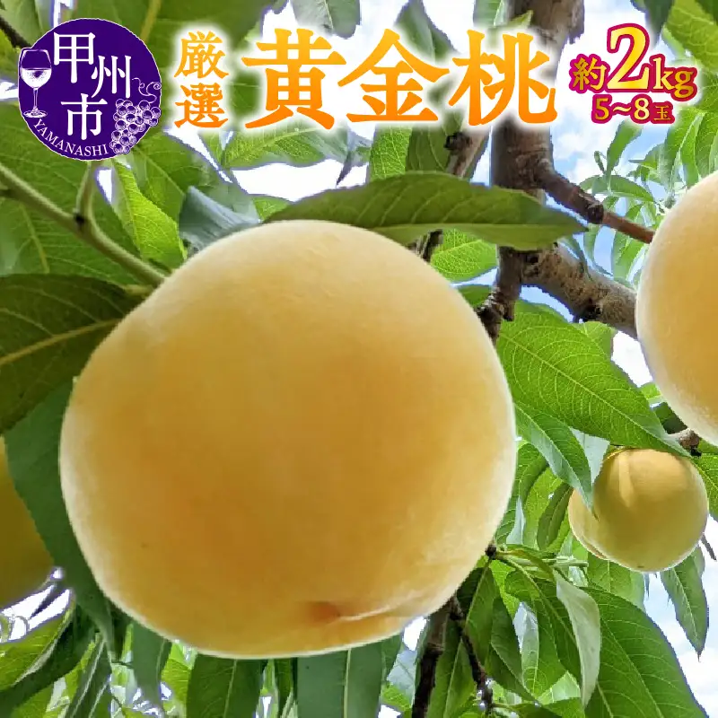 【宿沢フルーツ農園】厳選 黄金桃 約2kg（5～8玉）【2026年発送】（SF）B-193 桃 フルーツ
