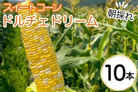 野菜 朝採れ とうもろこし 10本 〈アグリにのうみ〉