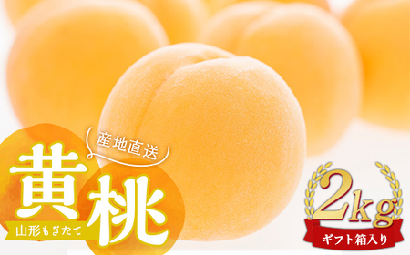 【先行受付 令和8年度発送】山形もぎたて黄桃2kg ギフト箱入り もも モモ 桃 デザート フルーツ 果物 くだもの 果実 食品 山形県 FSY-2537