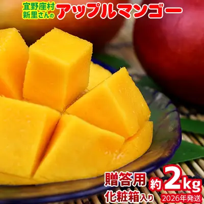 【2026年発送】宜野座村の新里守清さんのアップルマンゴー贈答用（約2kg） アーウィン マンゴー 甘い 夏 濃厚 お取り寄せ 贈り物 ランキング 完熟 お気に入り 美味しい 人気 おすすめ フルーツ 沖縄県 南国 産地直送 デザート 果物 宜野座村