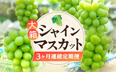 大箱シャインマスカット3ヶ月連続定期便