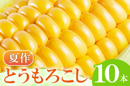 A-1160 ［夏作］朝採れとうもろこし　10本