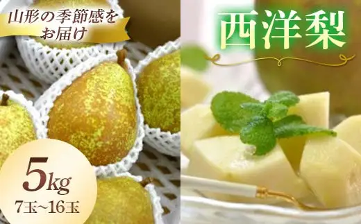 【先行予約2026年発送】西洋梨 7玉～16玉 5kg《品種指定はできません》 なし ナシ 梨 デザート フルーツ 果物 くだもの 果実 食品 山形県 FSY-2708