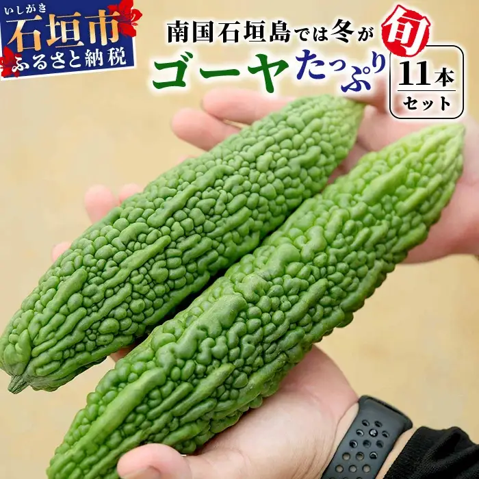 朝採れ「ゴーヤ」大11本セット！
