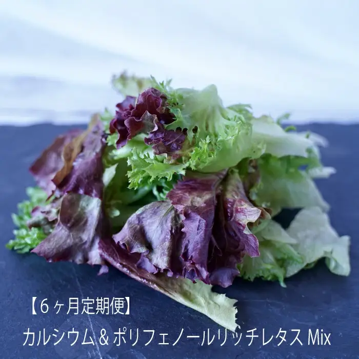 【定期便】カルシウム&ポリフェノールリッチレタスMix（毎月6ヶ月お届け）　【07208-0094】