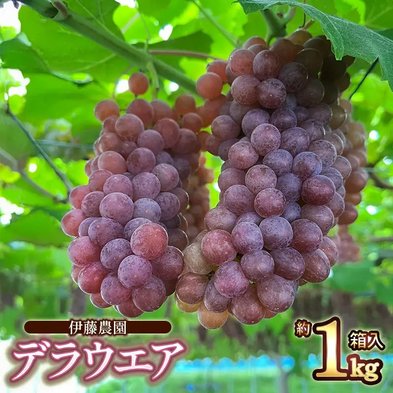 【令和8年産先行予約】 デラウェア　約1kg 箱入 (5～7房) 山形県鶴岡産　伊藤農園