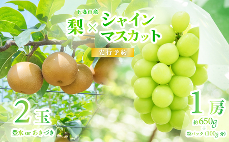 シャインマスカット ＆ 梨 セット 先行予約 R8年産 シャインマスカット