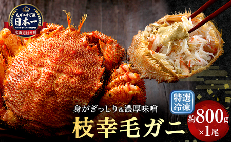 【漁獲量日本一】至福の逸品！特選冷凍「枝幸毛がに」約800g×1尾【 毛蟹 毛ガニ オホーツク 北海道 加工食品 地域のお礼の品 カタログ 毛ガニ 北海道 オホーツク 枝幸 】