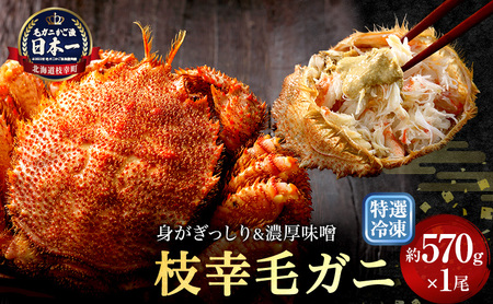【漁獲量日本一】至福の逸品！特選冷凍「枝幸毛がに」約570g×1尾【 毛蟹 毛ガニ オホーツク 北海道 加工食品 地域のお礼の品 カタログ 毛ガニ 北海道 オホーツク 枝幸 】