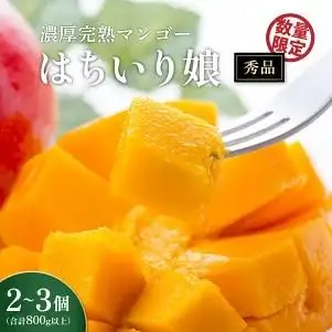 【数量限定/先行予約】マンゴー「はちいり（鉢入り）娘」化粧箱入り