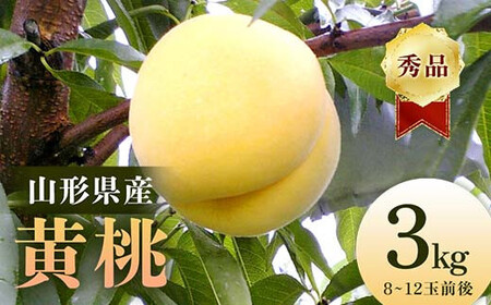 【2026年産 先行予約】山形県産 黄桃 秀品 3kg（8～12玉前後） もも モモ 桃 デザート フルーツ 果物 くだもの 果実 食品 山形県 FSY-2203