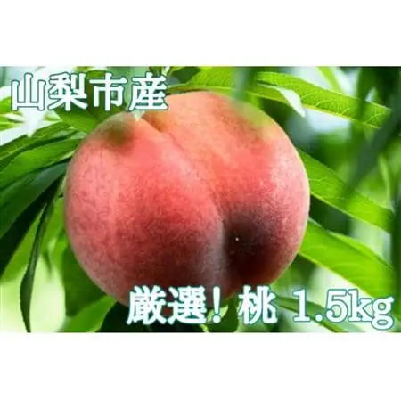 【2026年発送】厳選!山梨市産 桃 約1.5kg(4～7玉)【配送不可地域：離島】【1305782】