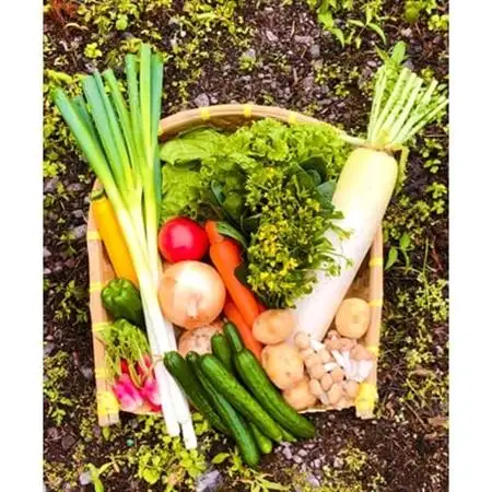 八州高原マルシェ自慢の旬な野菜たち_野菜   _【配送不可地域：離島】【1039760】