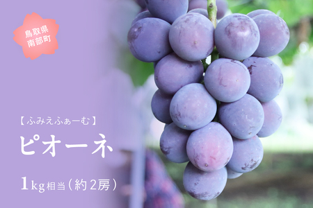 ピオーネ 約1kg　9月出荷予定＜2026年収穫分・数量限定＞