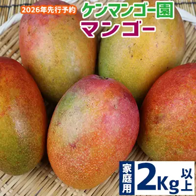 【2026年発送】【ケンマンゴー園】　家庭用マンゴー　2kg以上 完熟 マンゴー アップル 南国 沖縄 フルーツ くだもの 果物 果実 先行予約 産地直送 贅沢 濃厚 スイーツ デザート 旬の果物 ご自宅用 ご家庭用 国産 冷蔵