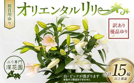 ユリ専門＜深花園＞観賞用ゆり オリエンタルリリー 訳あり優品ゆり （15輪以上保証） F23R-545