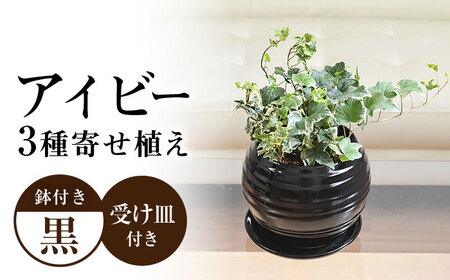観葉植物アイビー ヘデラ 3種  ボール形(黒) 観葉植物 [ACYK030]