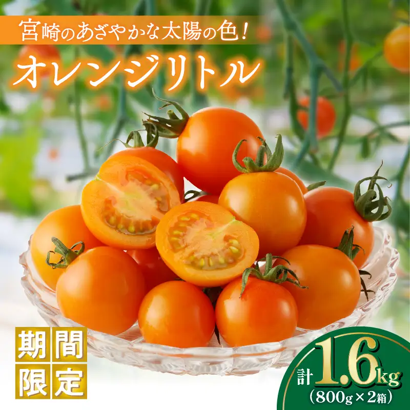 ≪期間限定≫オレンジリトル（計1.6kg） ミニトマト 野菜 サラダ 国産_T040-0015