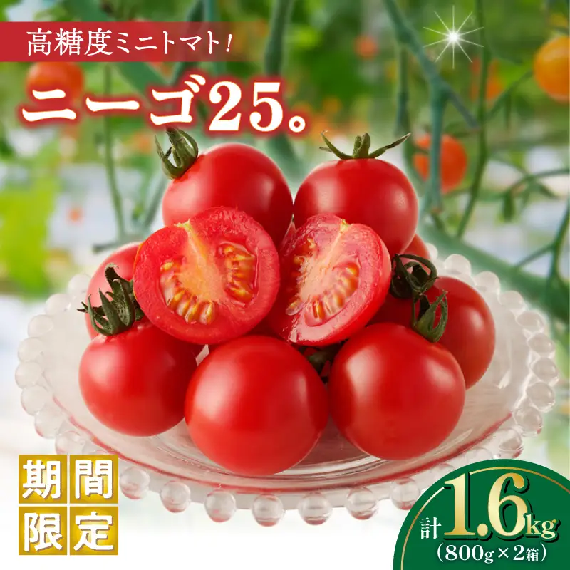 ≪期間限定≫高糖度ミニトマト『ニーゴ25。』(計1.6kg) ミニトマト 野菜 サラダ 国産_T040-0025