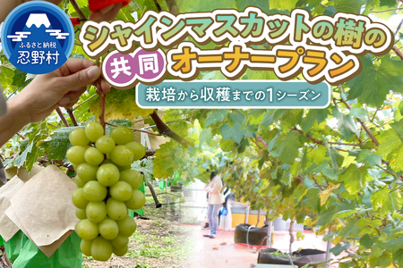 忍野村産　ぶどう(シャインマスカット)　共同オーナープラン栽培～収穫