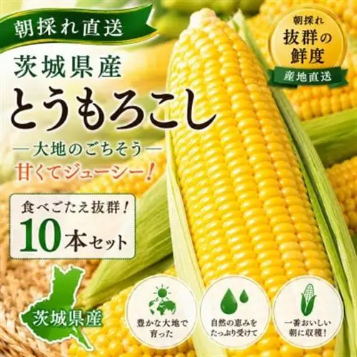 マルカファームの朝採れ「とうもろこし」10本セット_野菜 とうもろこし  トウモロコシ_【配送不可地域：離島・沖縄県】【1404268】